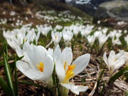 14 Crocus